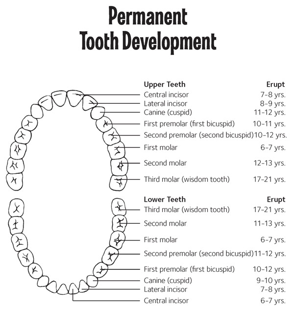 permanent tooth chart