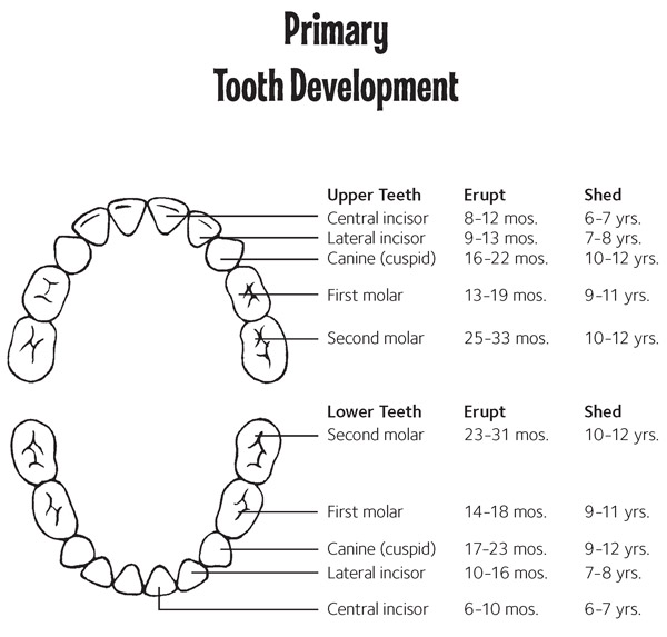 permanent tooth chart